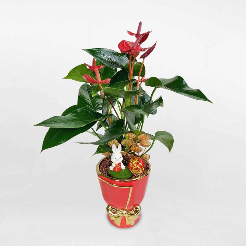 Cây hồng môn đặt ở vị trí lý tưởng trong phòng khách gần cửa sổ với ánh sáng gián tiếp